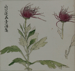 山口蓬春素描集