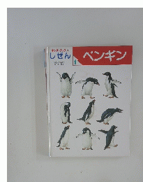 キンダーブック 3 しぜん ペンギン　1