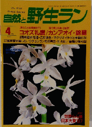 自然と野生ラン　1997年4月