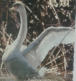 ライブネーチュアライブラリー 鳥類