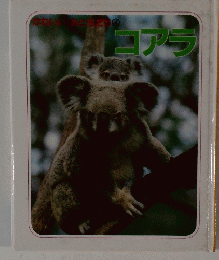かわいい　おともだち4　コアラ