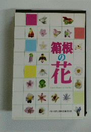 箱根の花　