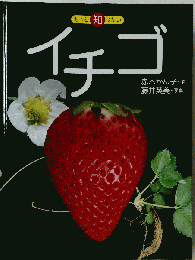 イチゴ