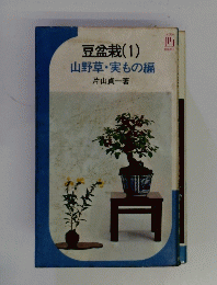 豆盆栽(1)　山野草・実もの編