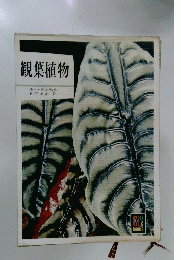 観葉植物　