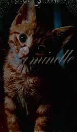 ma minette