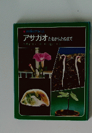 アサガオ　たねからたねまで