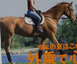 乗馬ライフ　2008年8月号