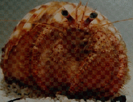 水の生物 原色学習ワイド図鑑 6