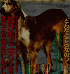 ドッグ・ワールド　1996年7月　Vol12