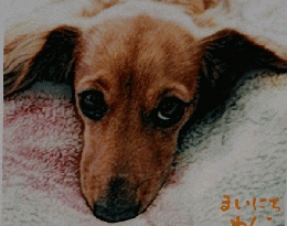 DOG NOTE　まいにちわんこ