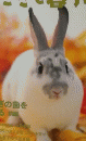 うさぎと暮らす　No.13　2004年