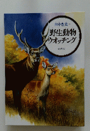 野生動物 ウオッチング