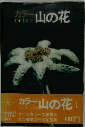 カラー山の花　1