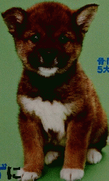 いぬのきもち　2010年5月号　Vol.96