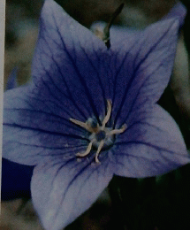 朝日百科 7　世界の植物　キキョウオミナエシ