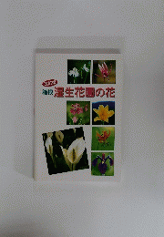 湿生花園の花