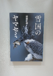 雪国のヤマセミ