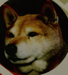 柴犬 <最新版>
