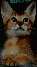 カラー猫の本