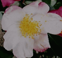Fleur　さざんかと冬の花木 1995年10/26号