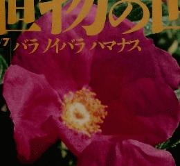 週刊朝日百科　5/7号　植物の世界　55　バラノイバラ ハマナス