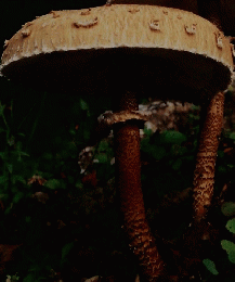 キノコの世界　2　