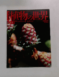 植物の世界　128　10/6　コウヤマキ カラマツ