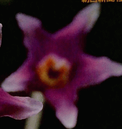 植物の世界　18　
