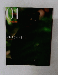天然記念物　イリオモテヤマネコ