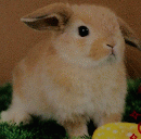 うさぎと暮らす　No.53　2014年秋号