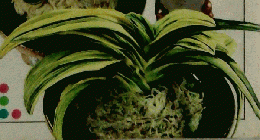 オモト