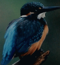 野鳥大百科