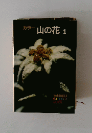 カラー山の花　1
