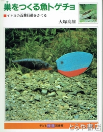 巣をつくる魚トゲチョ　イトヨの攻撃行動をさぐる