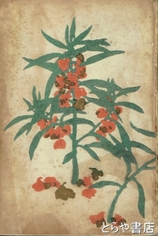 土