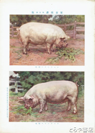 家畜図譜　全１０図＋見本図