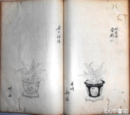 蘭画譜（仮題）