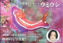 不思議ないきもの　ウミウシ