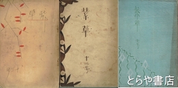 紫草　７号・１２号・１３号