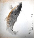 郡司硯田色紙　「鯉」