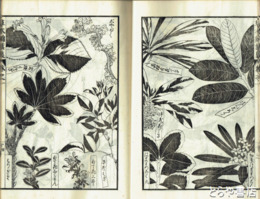 草木錦葉集　緒巻上・下　前編１・３　後編５・６（２冊欠）