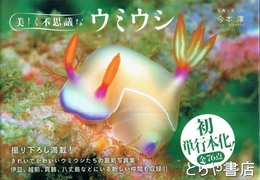 美しく不思議な　ウミウシ