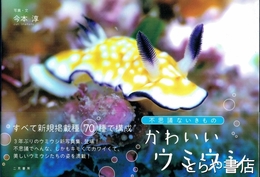 不思議ないきもの　かわいいウミウシ