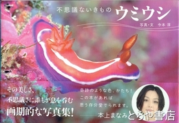 不思議ないきもの　ウミウシ