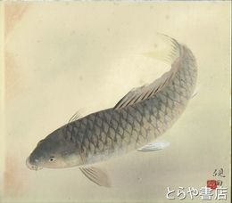 郡司硯田色紙　「鯉」共袋