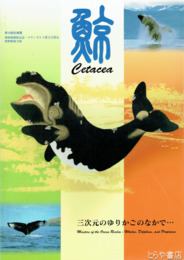 鯨　　三次元のゆりかごのなかで