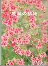 茨城の植物