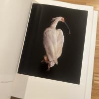 鳥のビオソフィア : 写真家上田義彦のマニエリスム博物誌