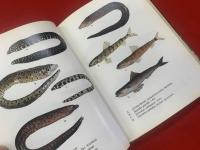 臺灣沿岸魚類圖鑑